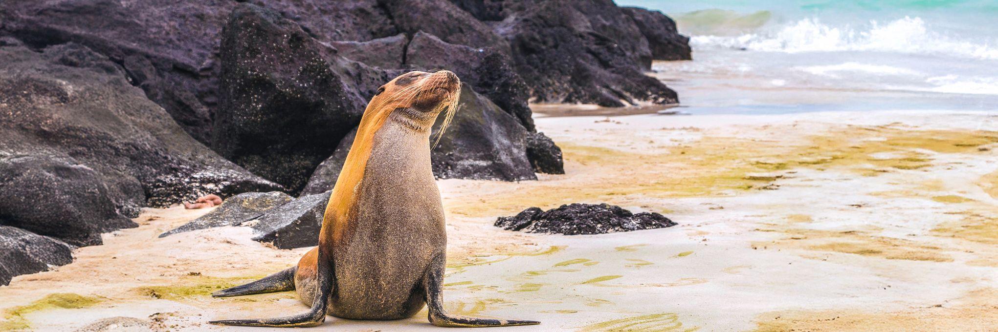 La vie à bord d'un yacht à la rencontre de la faune sauvage des îles Galápagos